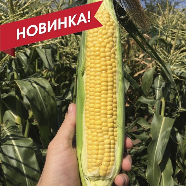 СВ 1446 СД F1 – Кукурудза цукрова, Seminis